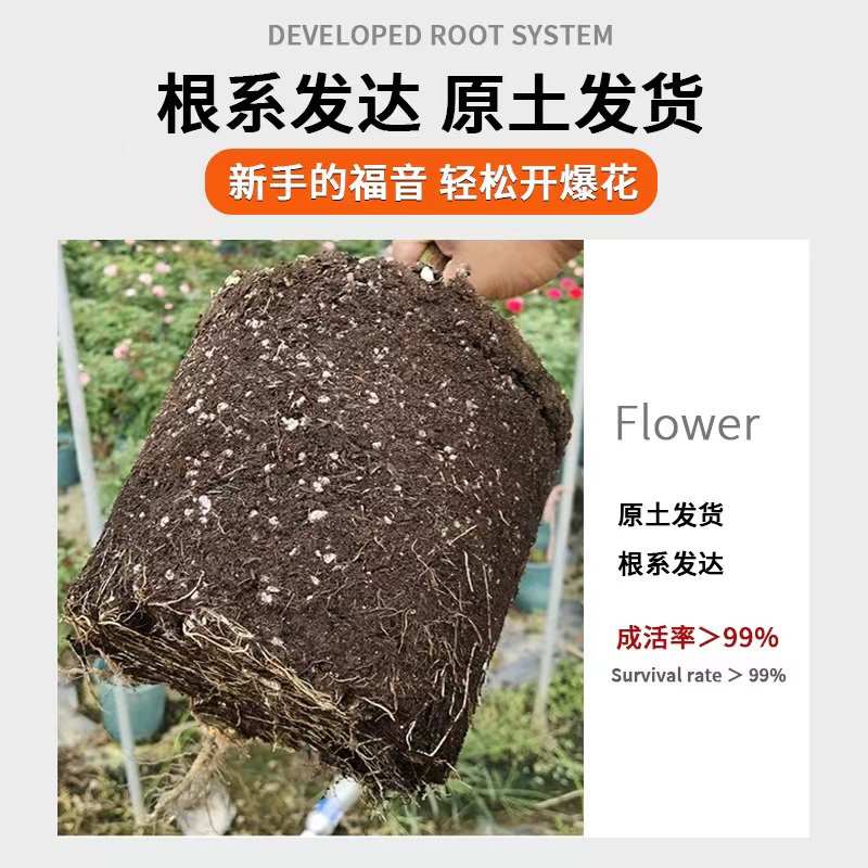 爬藤月季安吉拉藤本月季花苗盆栽蔷薇花苗四季开花庭院阳台花卉
