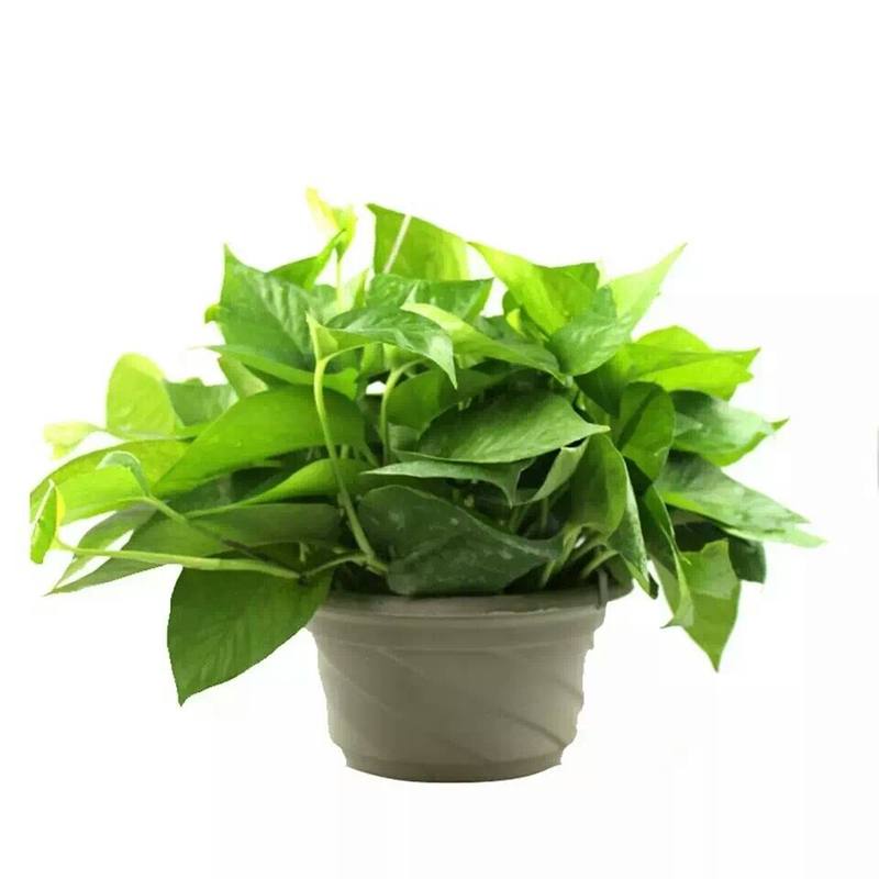 吊兰植物常春藤绿萝盆栽金鱼口红金心吊兰办公室内绿植净化空气