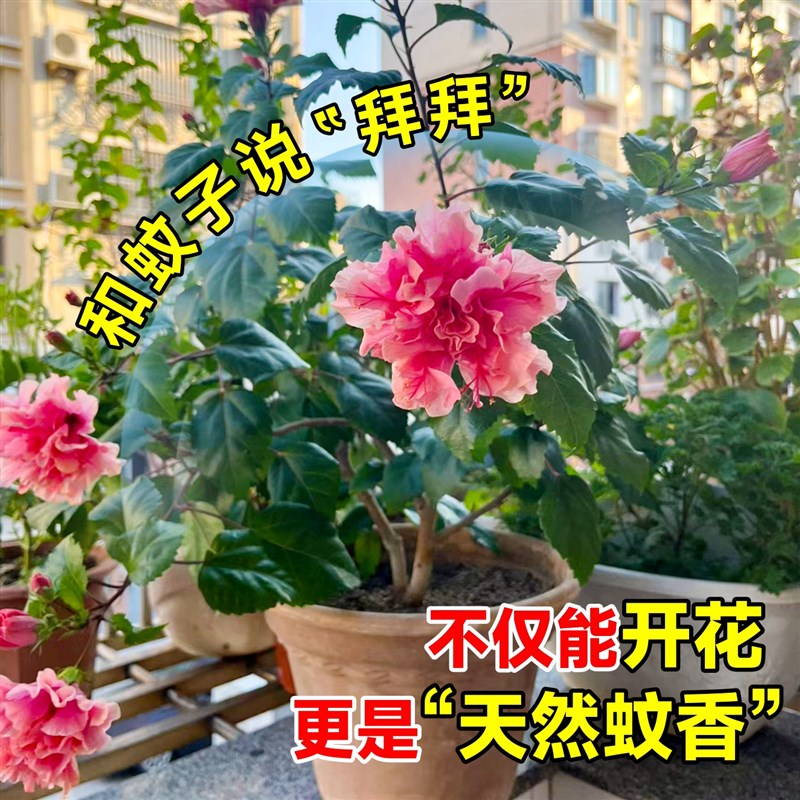 扶桑花盆栽重瓣带花苞红色朱槿牡丹植物室内阳台庭院四季花卉绿植