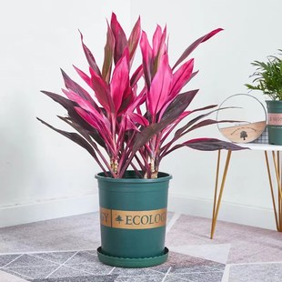 红叶朱蕉盆栽室内客厅净化空气观叶盆景花卉水培植物红铁叶铁绿植