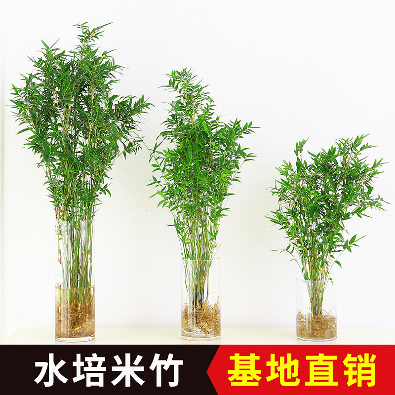 水培植物米竹盆栽富贵竹观音竹室内好养桌面绿植带根水生竹子水养