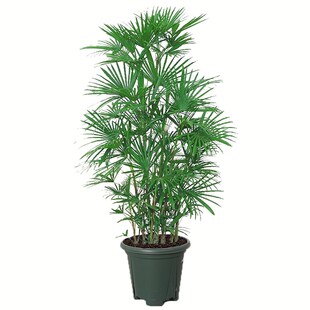 老桩棕竹室内客厅大型绿植金山棕办公室盆栽阳台庭院耐寒植物竹子