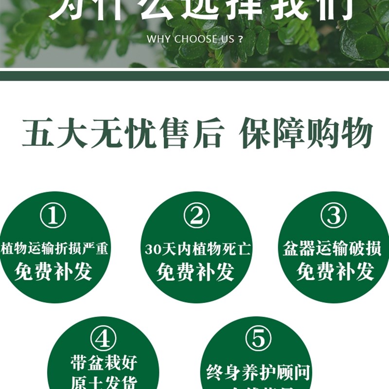 风车茉莉爬藤植物垂丝络石藤四季开花苗室内阳台花卉盆栽常青绿植