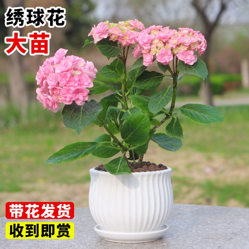 绣球花苗无尽夏盆栽带花特大老庄室内阳台庭院四季开花卉绿植植物