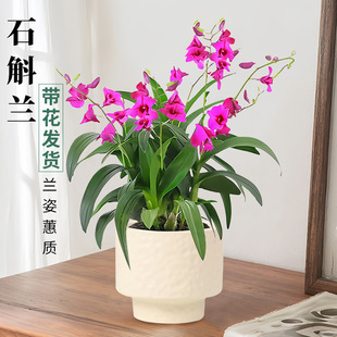 石斛兰盆栽带花室内好养红泼墨石斛兰花苗四季开花浓香型花卉植物