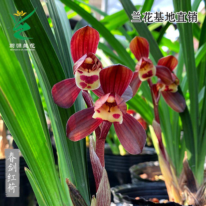 翁源兰花苗春剑红荷正格荷瓣浓香型好养室内绿植花卉盆栽老种精选