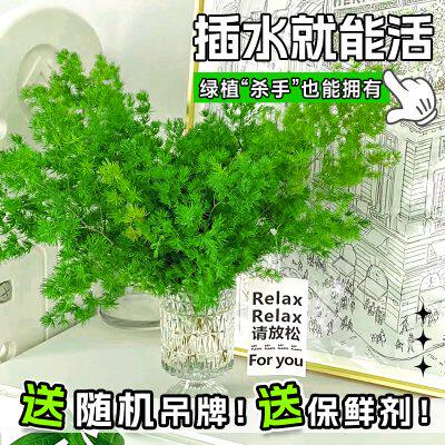 蓬莱松鲜切花水培植物室内桌面放青松绿植家用插花摆件好养活四季