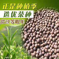 新采茶叶籽茶树种子正宗绿茶特早茶龙井铁观音红茶白茶普洱茶种子