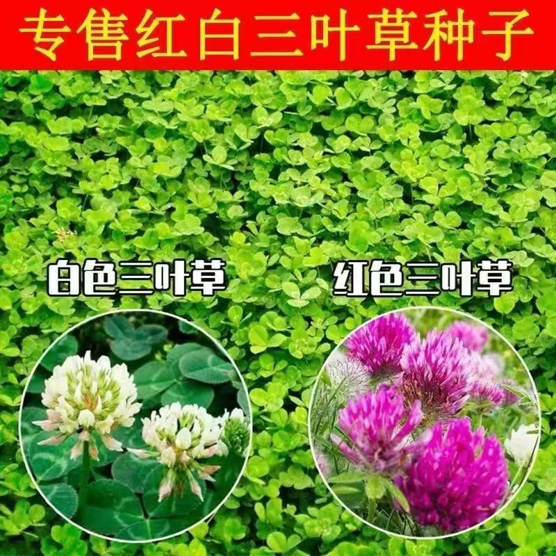 进口白三叶草种子红三叶草籽四季常青牧草种子耐寒绿化草坪草籽