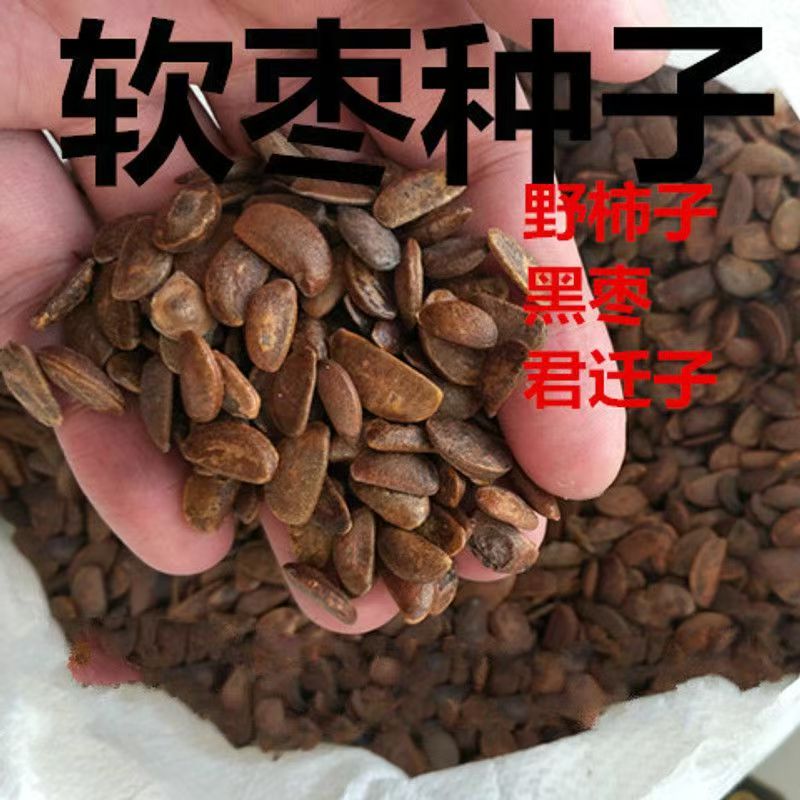 软枣种子君迁子种子黑枣嫁接柿子树核桃树猕猴桃树砧木野柿子种子