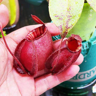 食虫植物--海盗黑月猪笼草圆笼花唇个体推收藏猪笼草吃虫耐阴绿植