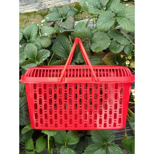 4斤6斤塑料水果篮子装塑枇杷篮草HOE莓篮子料手方篮筐杨提梅篮带