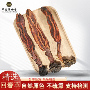 回春草500g野生云南深山新货正品 顶天柱肉苁蓉泡酒料男不老草泡茶