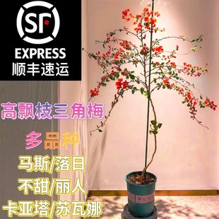 开花好养 高飘枝三角梅马斯 绿樱 卡亚塔 苏瓦娜阳台庭院窗台四季
