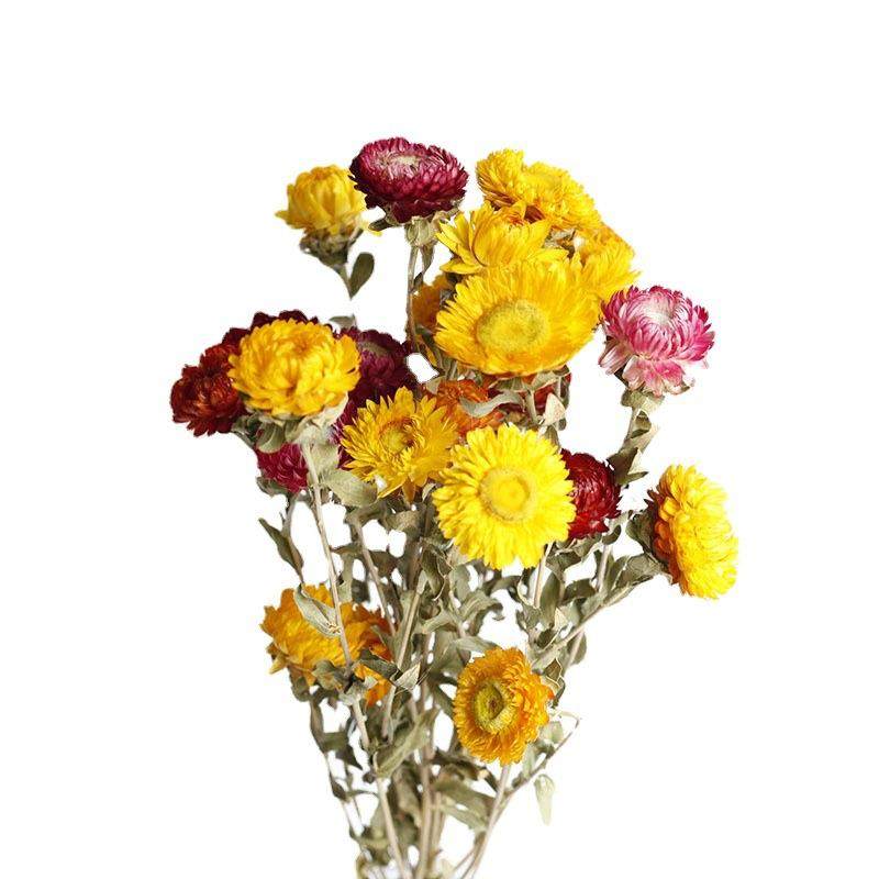 新款直销干花永生花满天星黄金球勿忘我干花玫瑰尤加利叶松果情人,家居饰品,餐桌花艺,淘宝优惠券,粉丝福利购,淘宝优惠卷