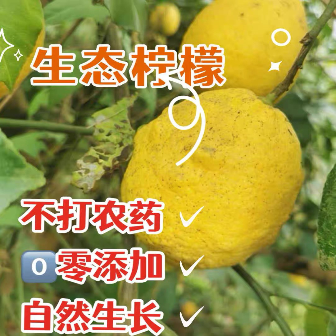【纯天然柠檬】天然生态柠檬丑果安岳农家荒地不打农药健康水果