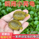 皖南纯种北石小青龟发色黄喉龟幼龟苗观赏宠物乌龟活物石金钱