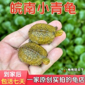 皖南纯种北石小青龟发色黄喉龟幼龟苗观赏宠物乌龟活物石金钱