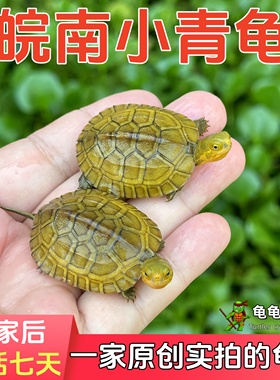 皖南纯种北石小青龟发色黄喉龟幼龟苗观赏宠物乌龟活物石金钱