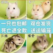 宠物仓鼠银狐布丁鼠金丝熊眼圈奶牛熊珍珠熊小仓鼠 包邮