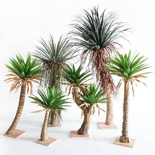 大型真剑麻庭龙兰盆栽热仿带沙生植物卖场舌橱窗民宿院造景观GCK