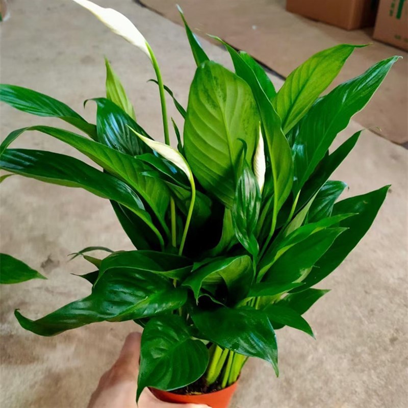 白掌一帆风顺盆栽土培植物办w公室内花卉好水养的绿植带花四季开