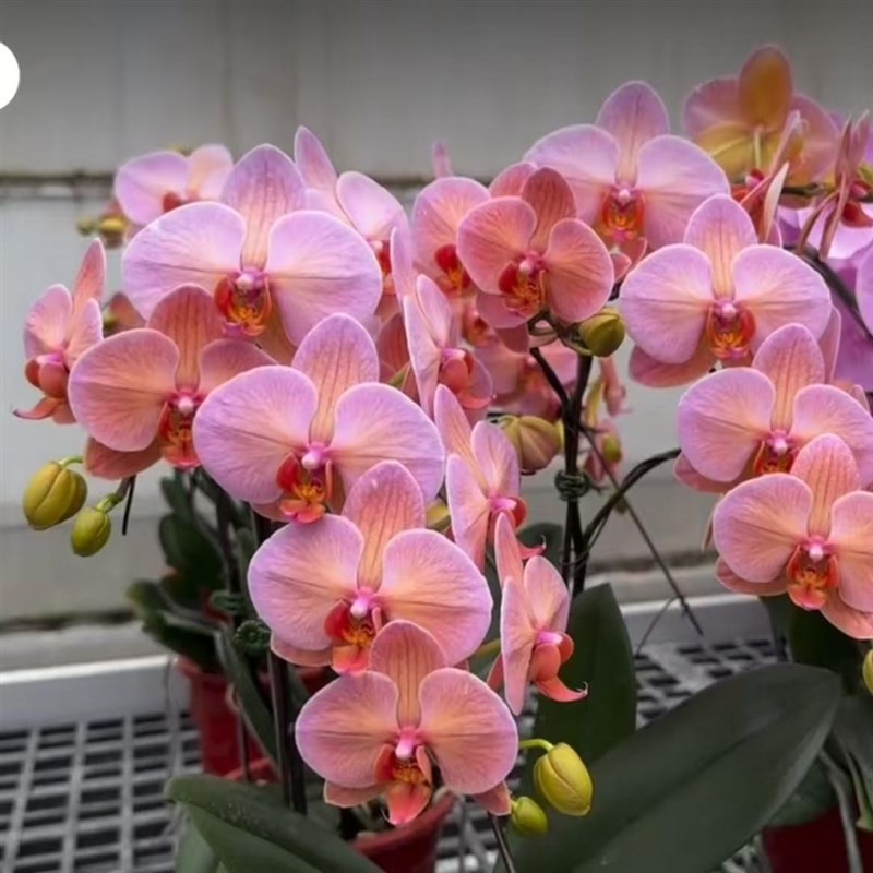 台湾蝴蝶兰花苗冠军彩虹黄色变色龙室内盆栽2.5寸杯植蝴蝶兰