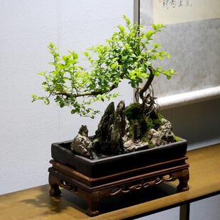 厂家小叶雀梅山水假山石盆景植物造型老桩室内客厅办公室绿植茶室