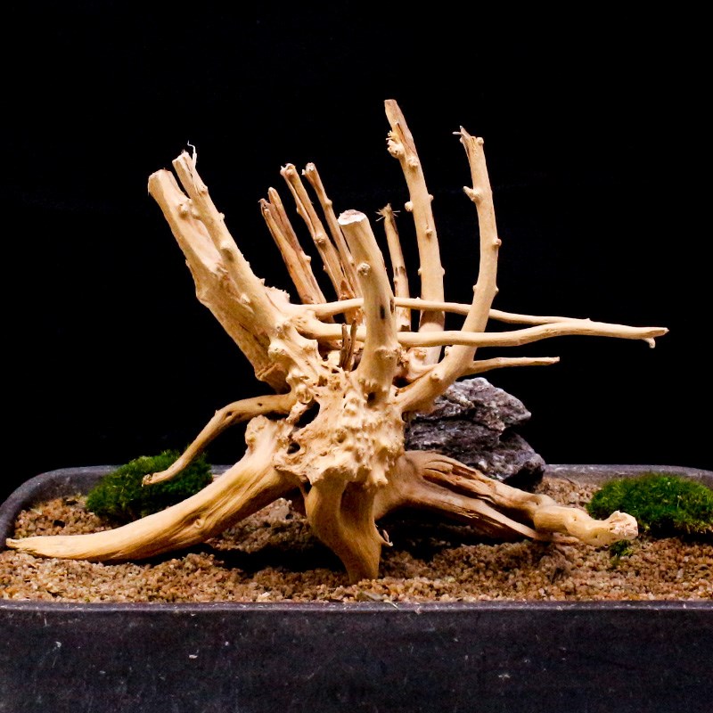 鱼缸造景沉木小号栖根杜鹃根造型树根一木成景小草缸专用莫斯树桩