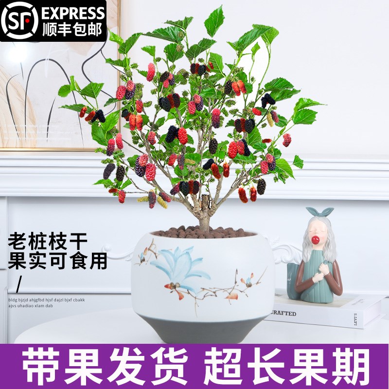桑葚盆栽树苗结果四季桑葚树阳台庭院食用桑叶花卉绿植果树大苗