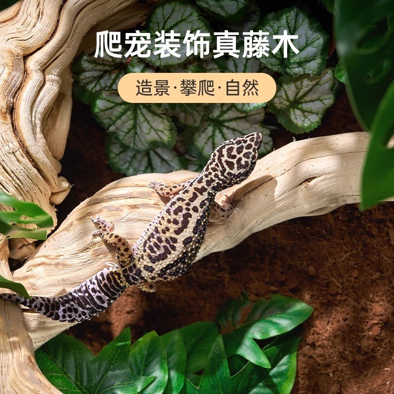 霸王藤木爬木鬃狮蜥蜴垫材装饰晒台守宫爬宠饲养缸饲养箱造景