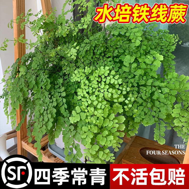 铁线蕨盆栽水培植物办公室内客厅水养绿植桌面蕨类四季常青好养活