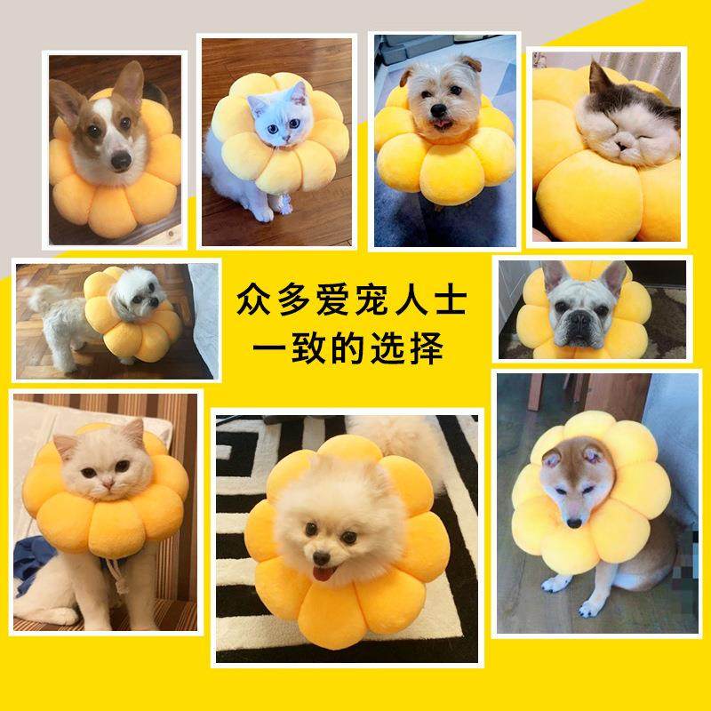 直销新款太阳花伊丽莎白圈宠物项圈猫咪伊利沙白圈猫狗项圈彩色防,宠物/宠物食品及用品,宠物伊丽莎白圈,淘宝优惠券,粉丝福利购,淘宝优惠卷