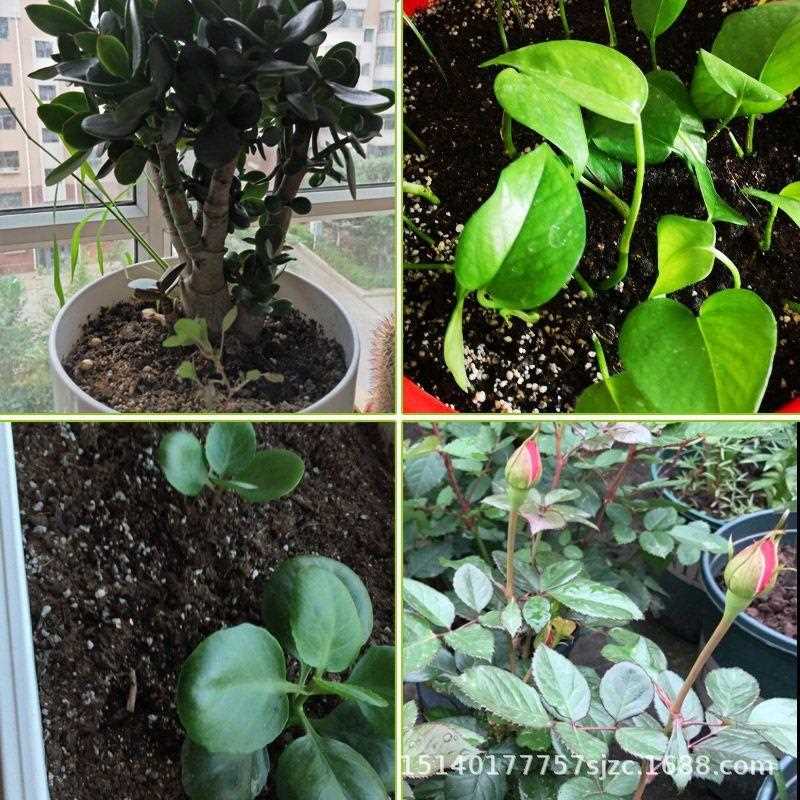 直销新款通用型家庭营养土泥炭有机种菜养花阳台多肉绿萝换土养育