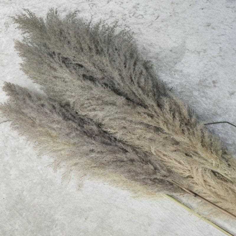 新款直销植物大芦苇室内装饰绿植盆栽狗尾巴芦苇晴天草网红小芦苇