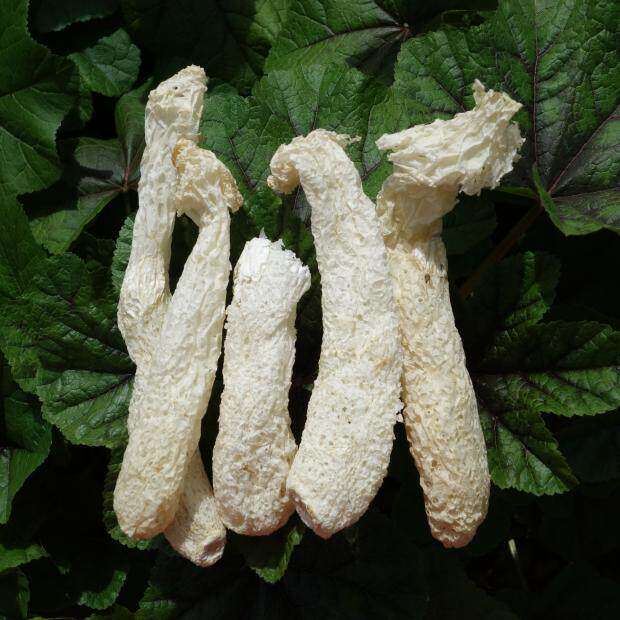 新货竹荪竹笙干货无裙杆子250g 天然无硫熏农家货直销特产包邮