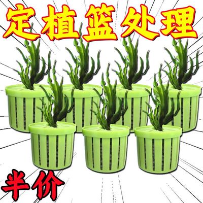 鱼缸水培植物篮家用水草种植水草泥沉底固定器种植造景装饰定植篮