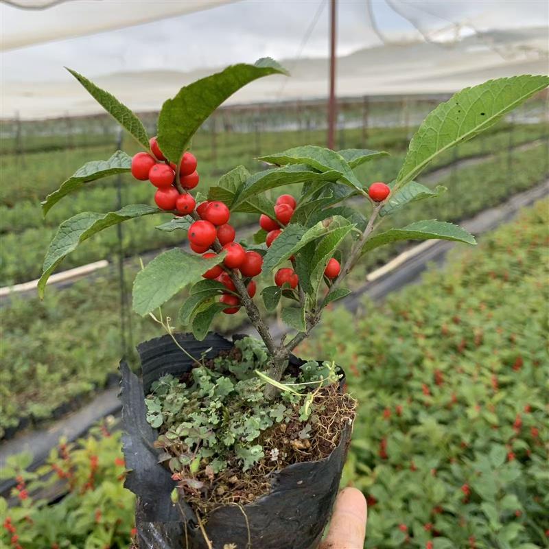 北美冬青盆栽树苗带果公树冬青红果真花红果子进口年宵花花卉雄株