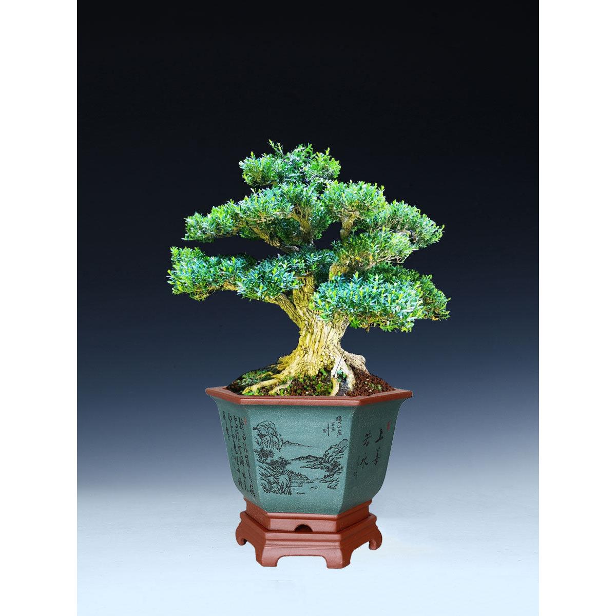 六角陶瓷轻奢家用君子兰发财树金钱树龟背竹三角花手工紫砂花盆具