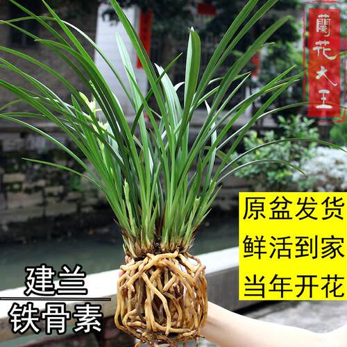 四季兰花苗天香铁骨素建兰细叶线叶艺兰宽叶墨兰春兰原盆花苞好养