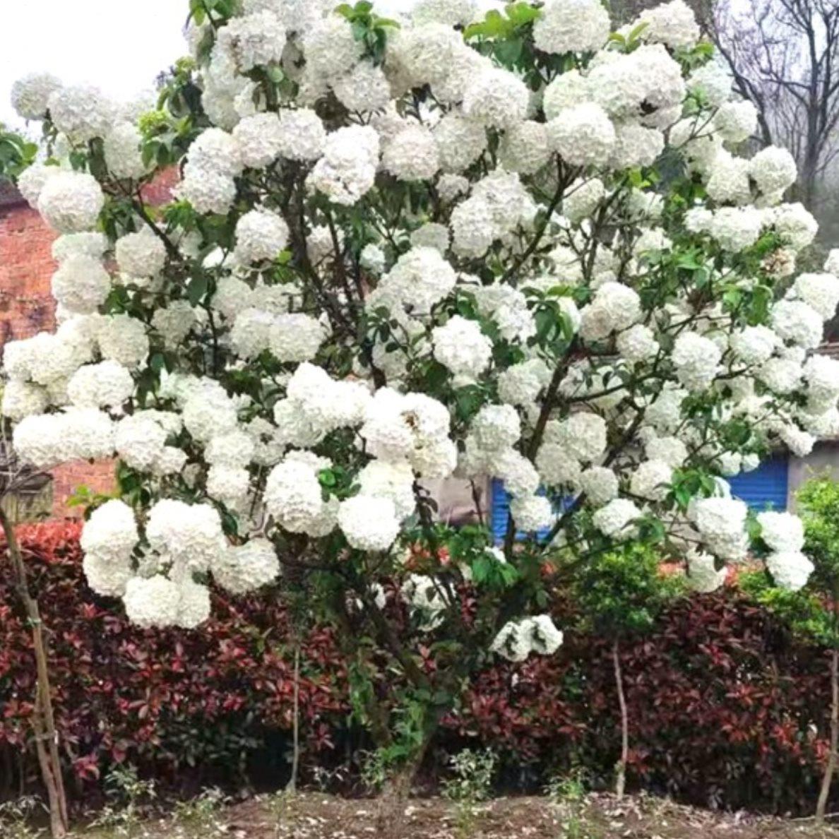 裸心花园中华木绣球斗球盆栽苗庭院树苗木本树绣球花花苗花卉植物