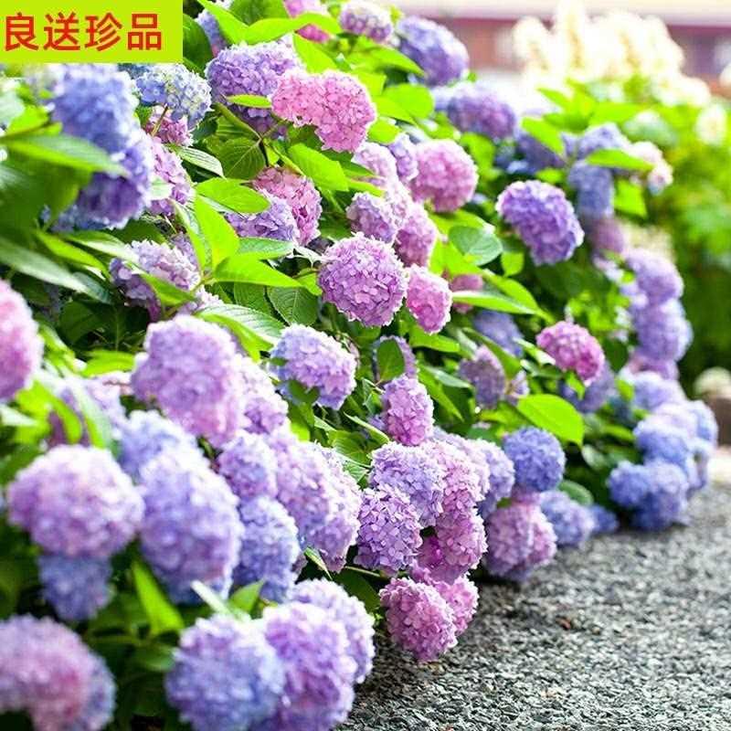 钻 紫阳花卉无尽夏八仙绣球花室外盆栽特大耐寒阳台庭院八仙花苗