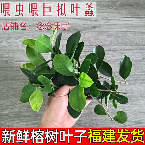 福建新鲜采摘喂虫榕树叶巨拟叶螽食用小叶榕下单采摘