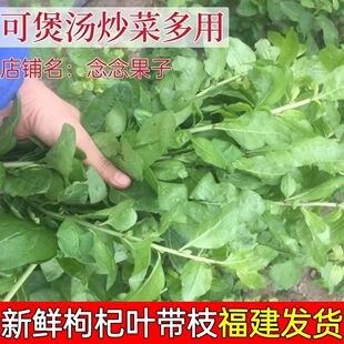 新鲜四季枸杞叶带枝枸杞菜煮汤枸杞嫩叶蔬菜纯叶子农家肥当天采摘