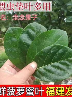 菠萝蜜叶子喂虫子素背螽斯冠脉螽斯巨拟叶螽鸣虫专用新鲜现摘树叶
