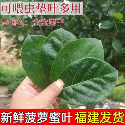 菠萝蜜叶子喂虫子素背螽斯冠脉螽斯巨拟叶螽鸣虫专用新鲜现摘树叶