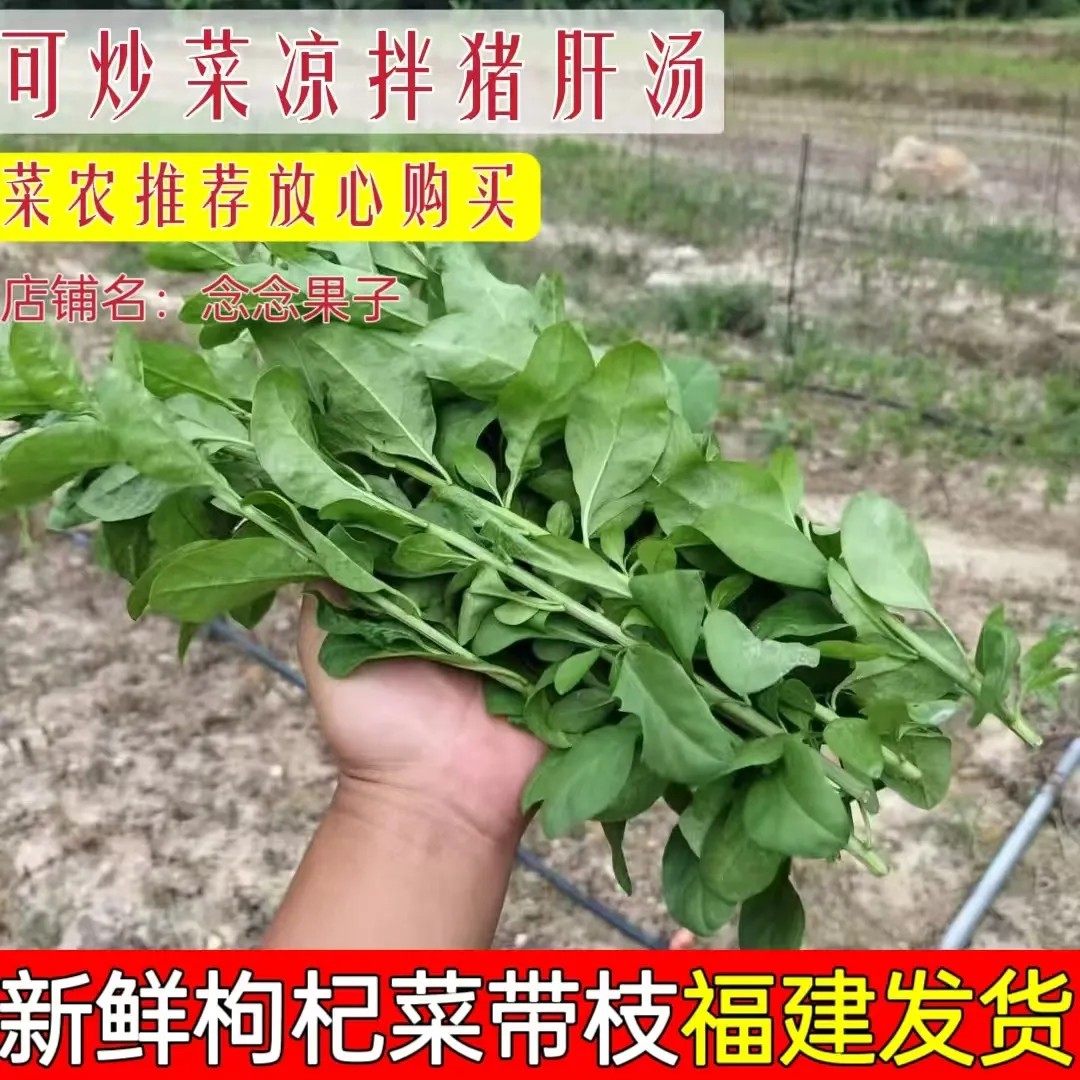 【现货】枸杞叶新鲜枸杞叶带枝枸杞菜煮汤蔬菜当季食用叶子绿叶