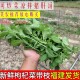 食用叶子绿叶 枸杞叶新鲜枸杞叶带枝枸杞菜煮汤蔬菜当季 现货