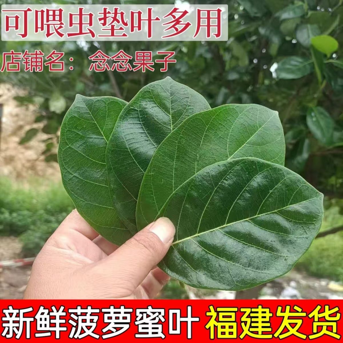 菠萝蜜叶子喂虫子素背螽斯冠脉螽斯巨拟叶螽鸣虫专用新鲜现摘树叶