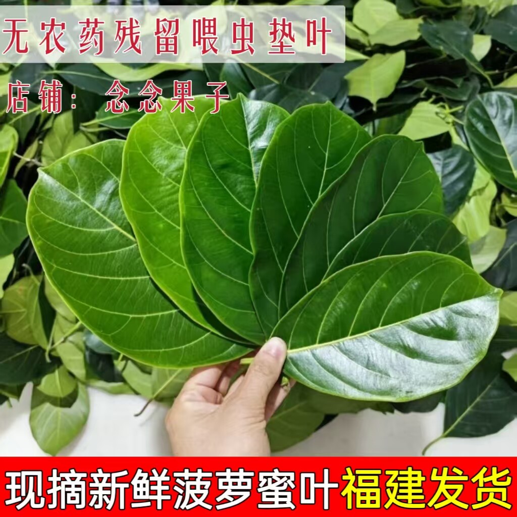 现摘新鲜菠萝蜜叶子菠萝包糍粑艾饼垫绿叶儿粑喂鸣虫素背冠脉喂兔